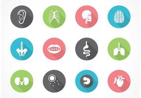 Free Vector Menschliche Anatomie Icon Set