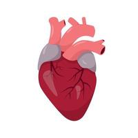 mänskligt hjärta anatomi på vit bakgrund. mänskliga organ ikon. vektor illustration.