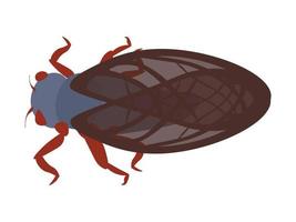 cikada, en högljudd insekt med stora vingar vektor