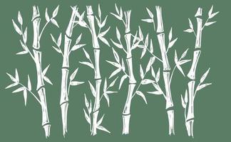 Bambusbaum. handgezeichneter Stil. Vektorillustrationen. vektor