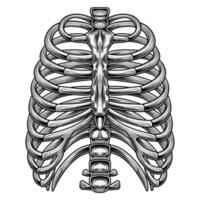 Rippenvektorbild für den Anatomieunterricht vektor