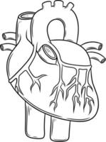 Anatomie des menschlichen Herzens von einem gesunden Körper auf weißem Hintergrund vektor