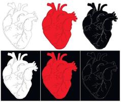 anatomisk ritning av hjärtat. bakgrund för broschyrer, häften, flygblad, tatueringssalonger. uppsättning av röda, vita och svarta handritade hjärtan. vektor illustration.