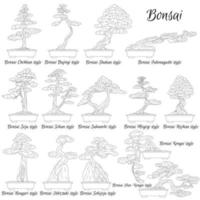 bonsai. olika stilar av miniatyrträd. konsten att odla dvärgväxter. vektor