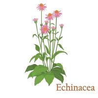 echinacea te. illustration av en växt i en vektor med blommor för användning vid tillagning av medicinskt örtte. utan konturer.