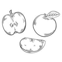 Äpfel setzen gravierte Vektorillustration vektor
