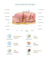realistische infografiken zur hautanatomie