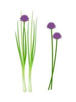 vektorillustration, frischer schnittlauch mit blumen, wissenschaftlicher name allium schoenoprasum, lokalisiert auf weißem hintergrund. vektor