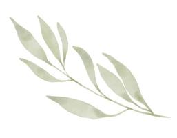 grüner Vektorzweig auf weißem, isoliertem Hintergrund. hand gezeichnete illustration der abstrakten pflanze für hochzeitseinladungen oder grußkarten. Nachahmung von Aquarell vektor