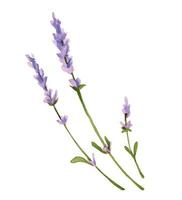 akvarell set med lavendel. handritad vektor lila färg blomma. illustration av provinsen bukett på vit isolerade bakgrund. ritning för bröllopsdesign eller inbjudningskort