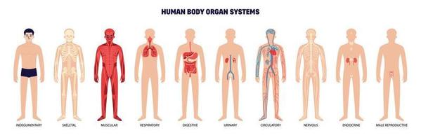 människokroppens organsystem vita ikoner vektor