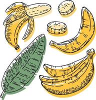 Vektor-Bananen-Set, Bananen, Scheiben, halbe, ganze und Blätter. gelbe abstrakte handgezeichnete obstsammlung mit schwarzem umriss lokalisiert auf weißem hintergrund. vektor