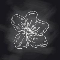 sakura blommor blommar, handritad vit skiss på svarta tavlan. söt doodle körsbärsväxt vektorillustration, isolerad på svart bakgrund. realistiska blommor för etikett, affisch, tryck. vektor