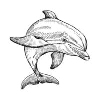 handritad delfin. vektor illustration i skiss stil. hoppande delfin isolerad på vit bakgrund.