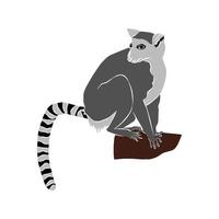 vacker lemur catta bild vektor