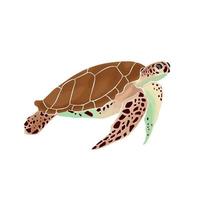 vackra havssköldpaddor vektor
