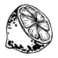 vektor citron clipart. handritad citrus ikon. frukt illustration. för tryck, webb, design, inredning