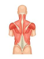 pädagogisches anatomisches diagramm der rückenmuskulatur. hinteres Modell der menschlichen Struktur und Anordnung von Details. Vektor medizinische Illustration