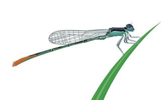 vektorillustration, damselfly eller zygoptera, uppflugen på gräset, isolerad på en vit bakgrund. vektor