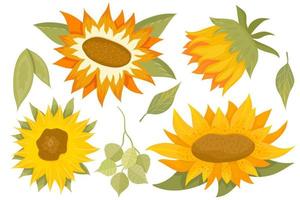 Satz von Sonnenblumen und Laub auf weißem Hintergrund. runde sommergelbe blumen im karikaturstil mit zweigen und eukalyptus. botanische Vektorillustration. vektor