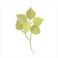 grünes eukalyptusblatt flach isolierte illustration. Blattwerk aus Garten oder Wald, vom Baum umweltfreundliche Bio-Dekoration. natürliches Sommergrün. Vektor-Illustration. Blumenzweig. grüne Farbe vektor