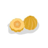 cantaloupe frukt illustration image.cantaloupe icon.fruits vektor