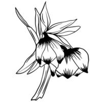 Schwarzes Gekritzel einer Nieswurz. hand gezeichnete frühlingsblumenillustration vektor