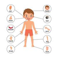 Illustrationsposter des kleinen Jungen von Teilen des menschlichen Körpers mit Diagrammtextetikettendiagramm für Bildungszwecke vektor