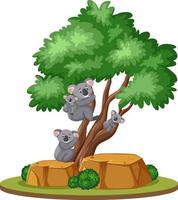 Koala auf dem Baum auf weißem Hintergrund vektor