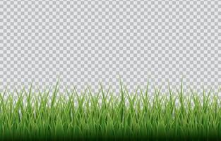 gräs med transparent bakgrund vektor