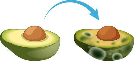 oätlig nedbruten avokado med mögel vektor