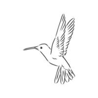 kolibri vektor skiss