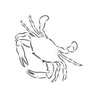krabba vektor skiss