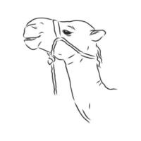 kamel vektor skiss