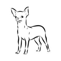 Chihuahua-Vektorskizze vektor
