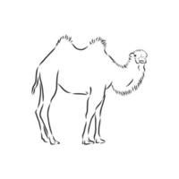 kamel vektor skiss