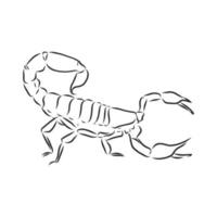 Skorpion-Vektorskizze vektor