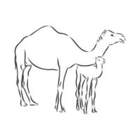 Kamel-Vektorskizze vektor