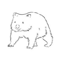 Wombat-Vektorskizze vektor