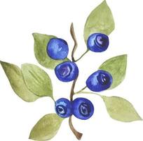 aquarellblaubeerzweig lokalisiert auf weiß. Waldbeeren vektor