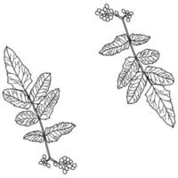 kontur kvistar med långa löv och bär, doodle hand rita illustration, dekorativ växt gren vektor