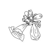 campsis blomma med blad, söt växt för vykort eller målarbok, kontur vektor iiustration