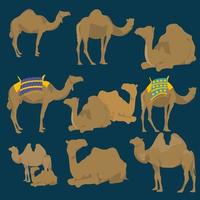 gesichtsloses flaches Kamel vektor