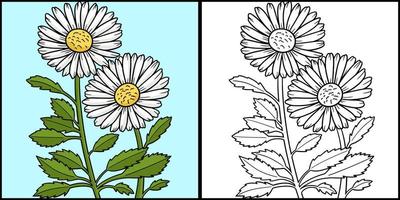leucanthemum daisy blomma färgad illustration vektor