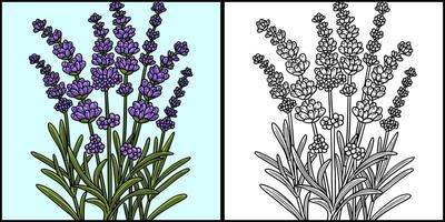 lavendel blomma målarbok färgad illustration vektor