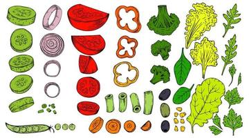 Gemüseskizze in Vektor gesetzt. ernte und erntedank gesunde lebensmittelsammlung von geschnittenem gemüse für restaurants, menüs, plakate und lebensmittelpakete zwiebeln, paprika, auberginen, karotten, tomaten.