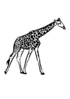 giraff ritning skiss transparent vektorillustration vektor