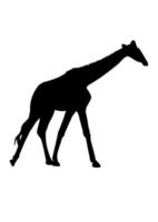 Giraffenzeichnung Silhouette schwarz mit weißer isolierter Vektorillustration vektor