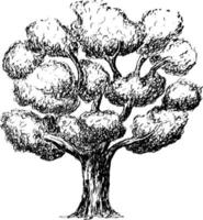 skiss ritning av ett träd. vektor
