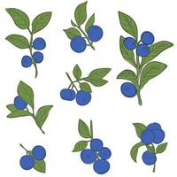 blåbärsgren set minimalistisk platt och linjestil. kvist blåbär med blad och bär vektor